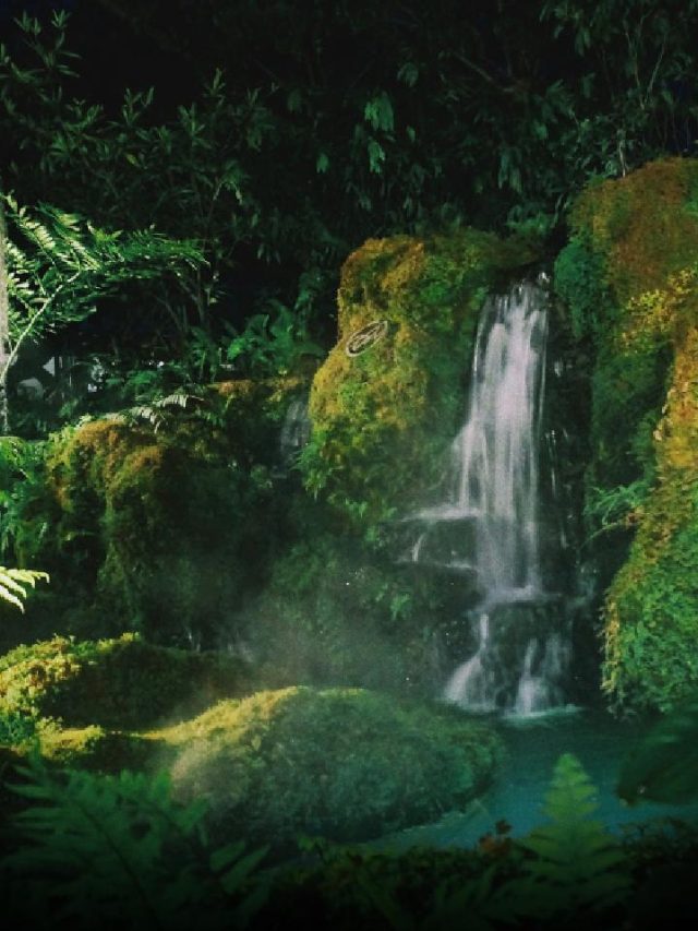 Rainforest Day Special: 5 Wild Facts You Didn’t Know